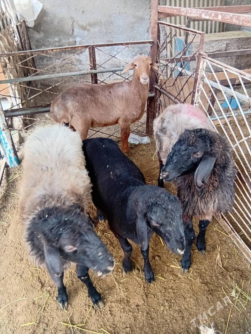 Issek tokly - Ашхабад - img 4