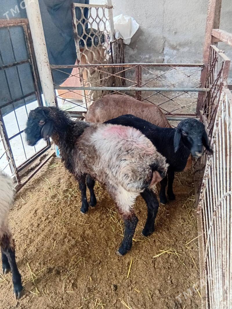 Issek tokly - Ашхабад - img 2