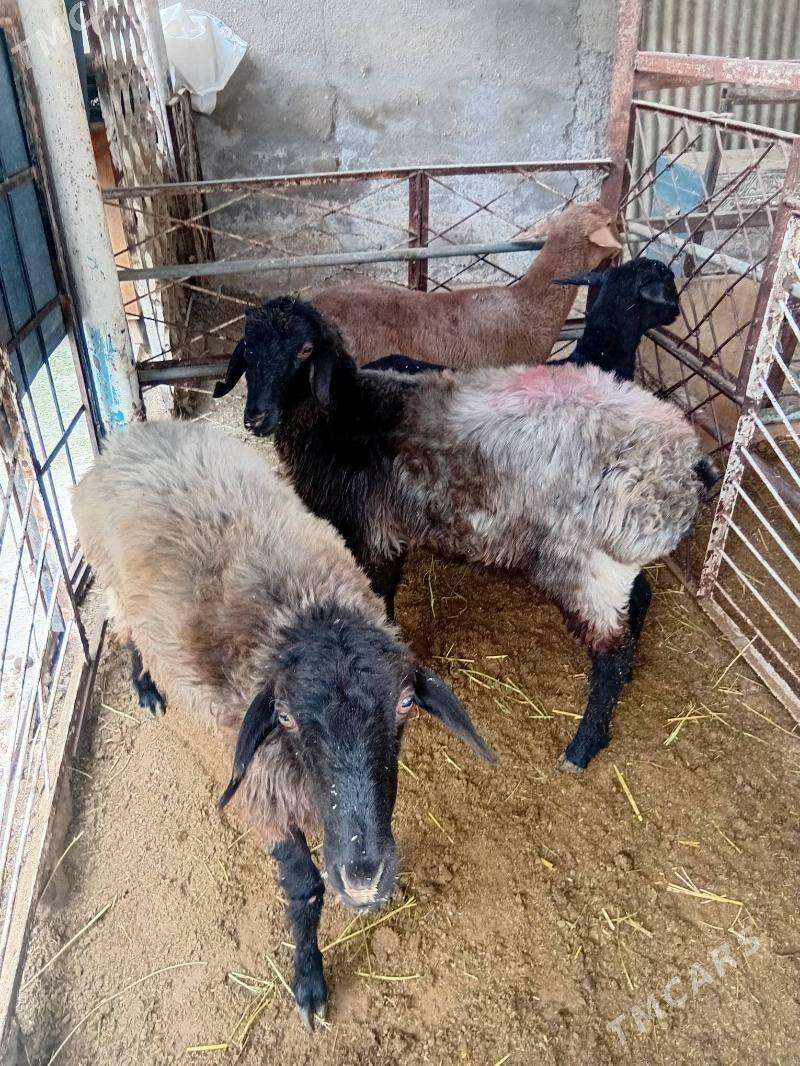 Issek tokly - Ашхабад - img 1