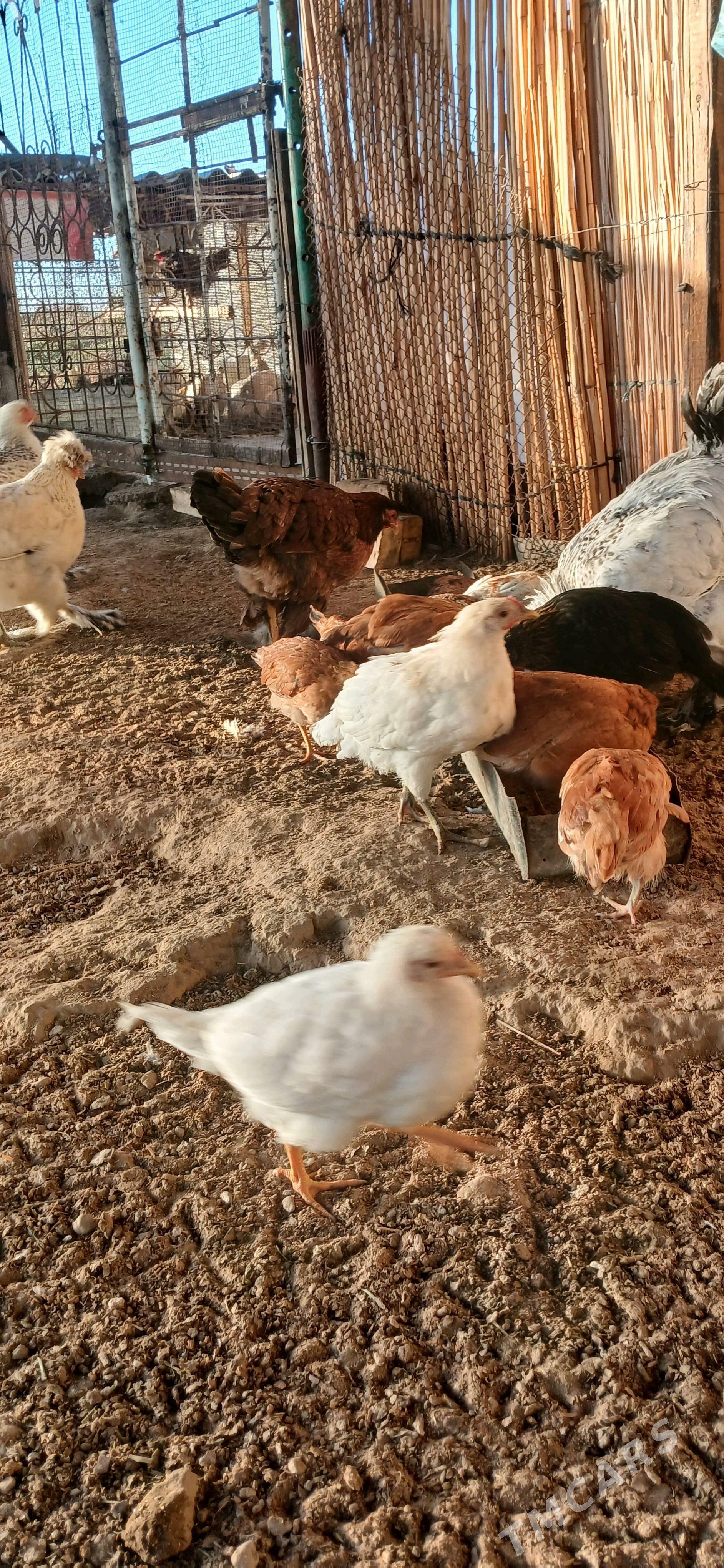 towuk juyje - Sakarçäge - img 2