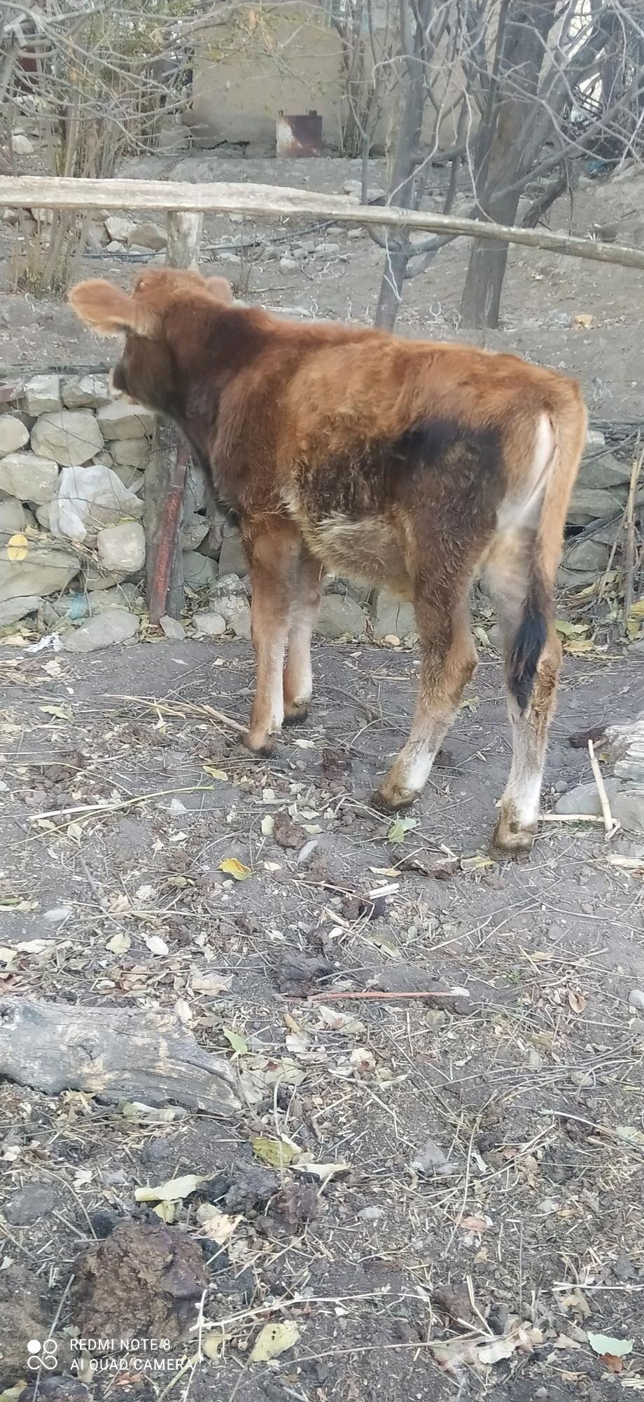 Okuzce - Бахарден - img 3