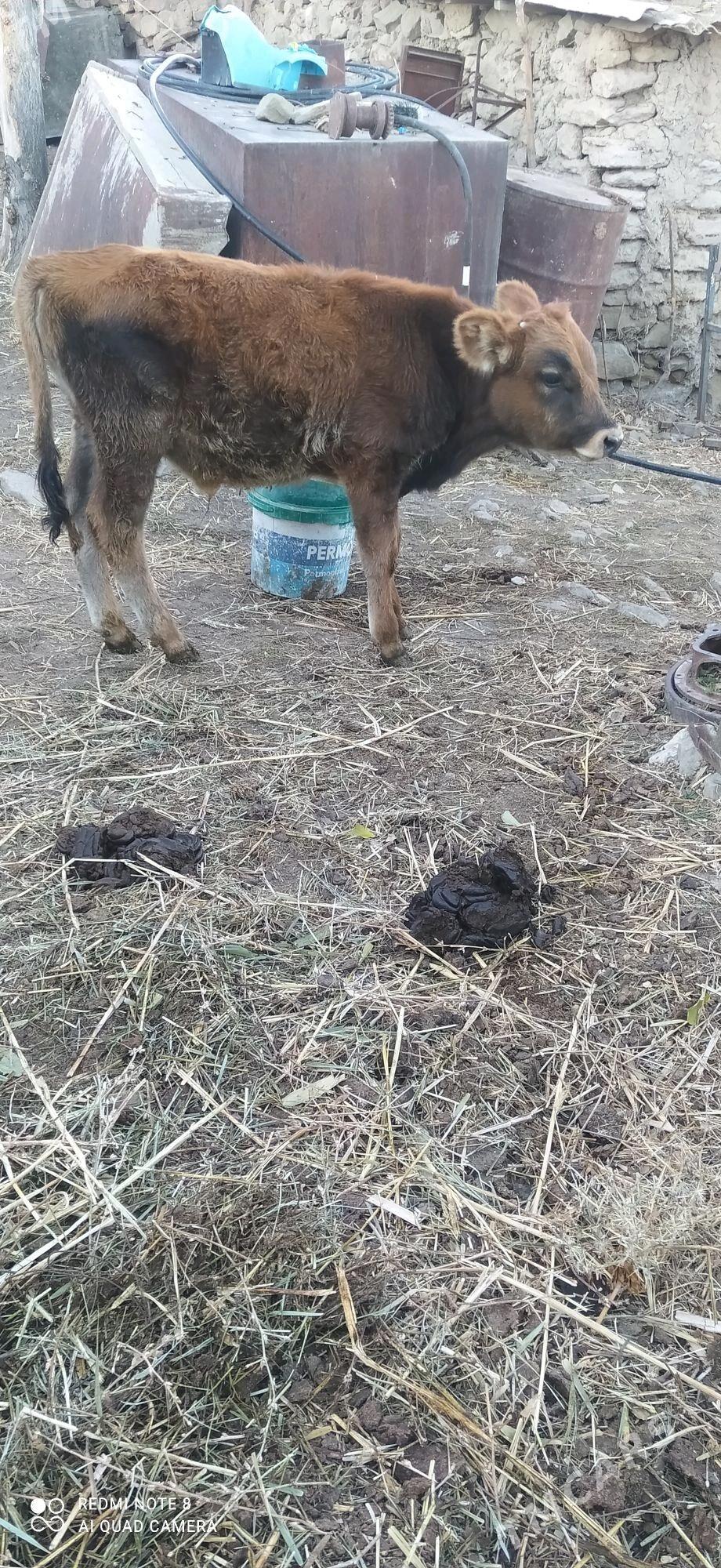 Okuzce - Бахарден - img 2