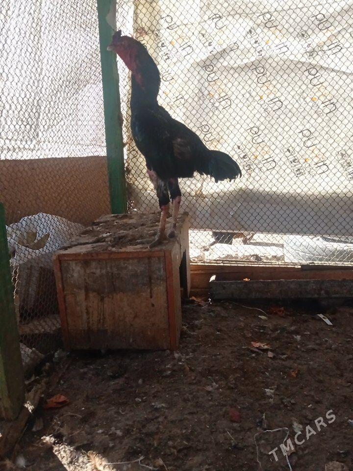 Bayes - Türkmenbaşy - img 9