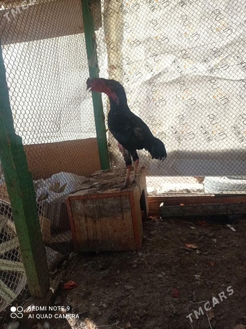 Bayes - Türkmenbaşy - img 7