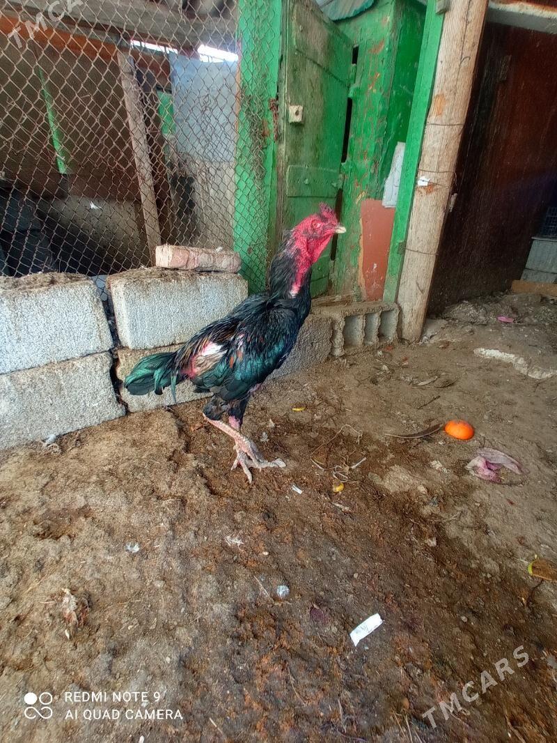 Bayes - Türkmenbaşy - img 2