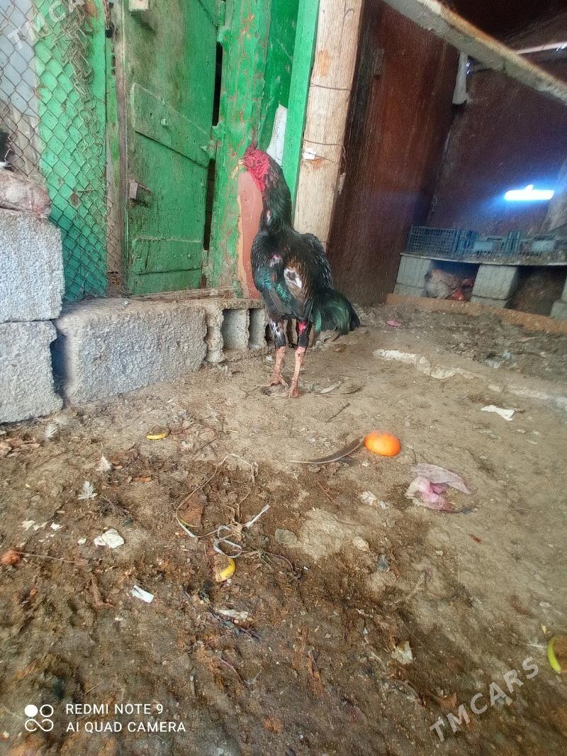 Bayes - Türkmenbaşy - img 8