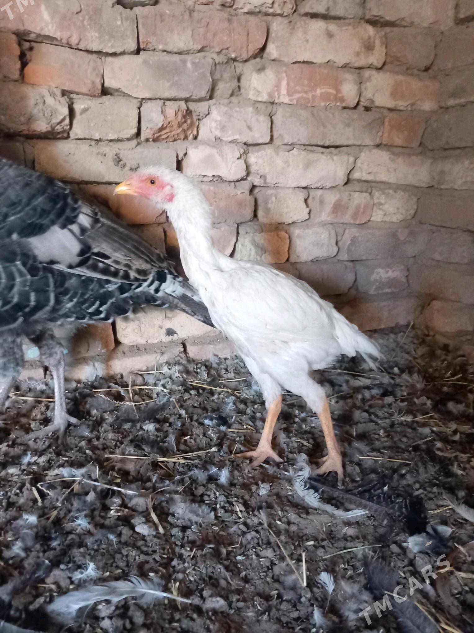 baysok - Туркменгала - img 2