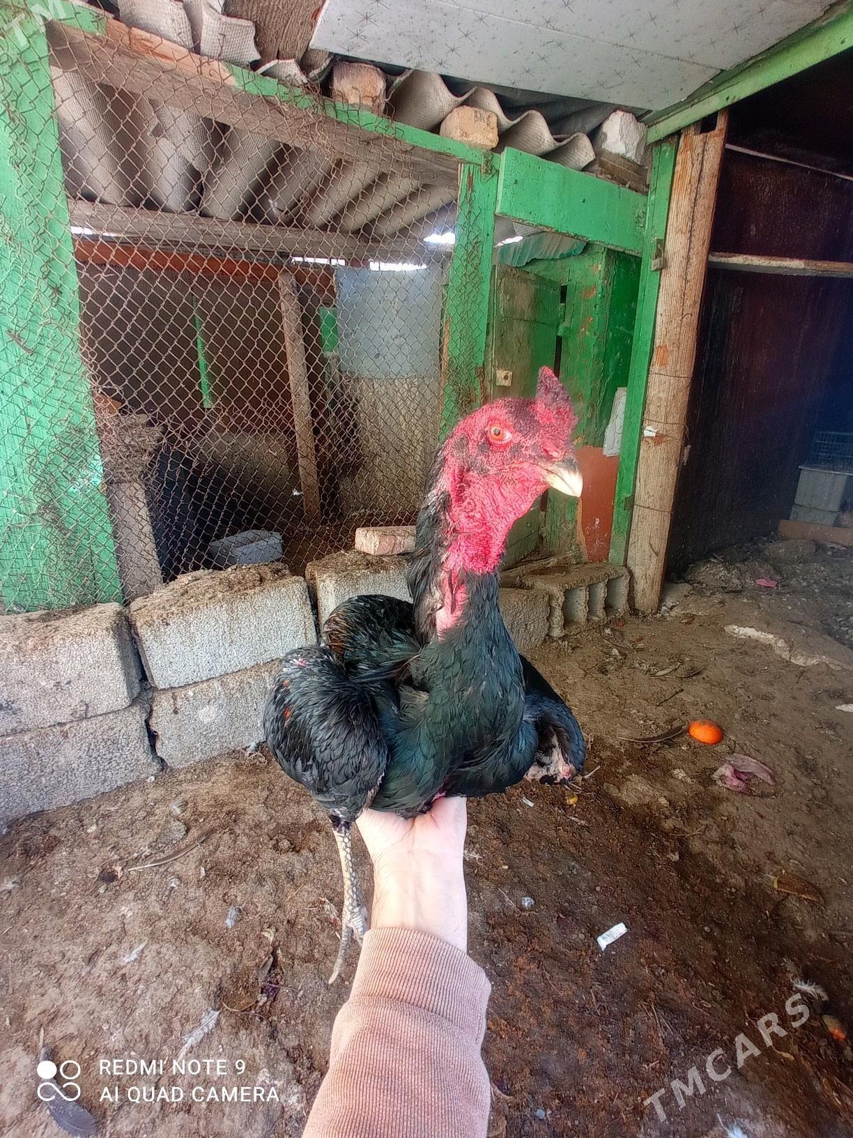 Bayes - Türkmenbaşy - img 4