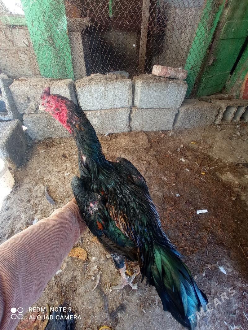 Bayes - Türkmenbaşy - img 6