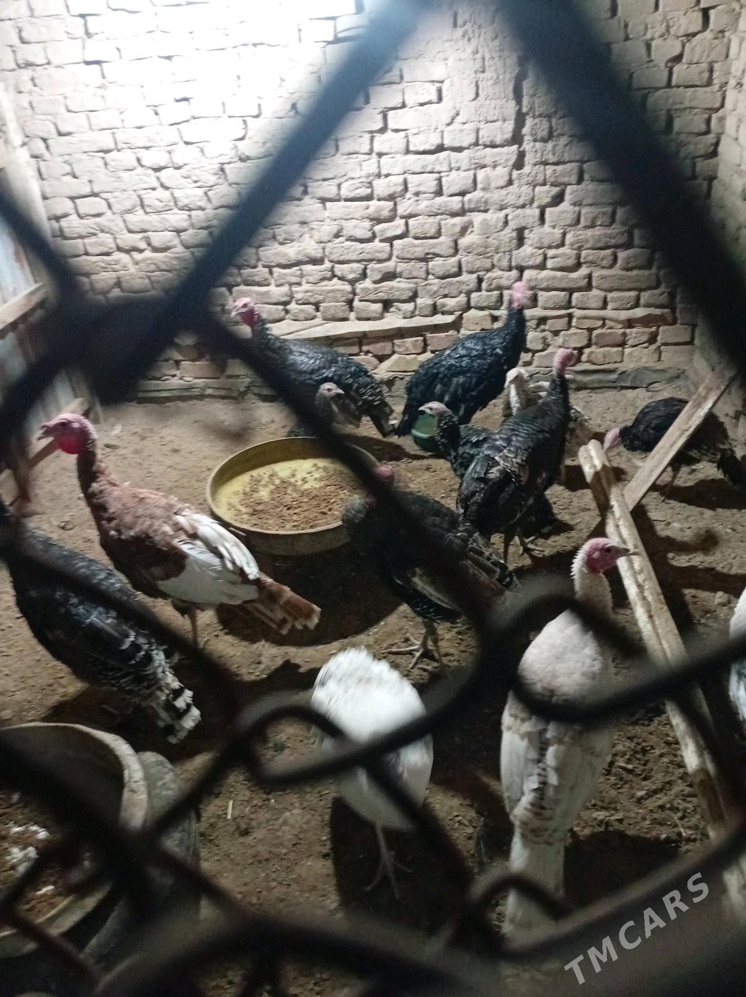 induk - Мургап - img 3