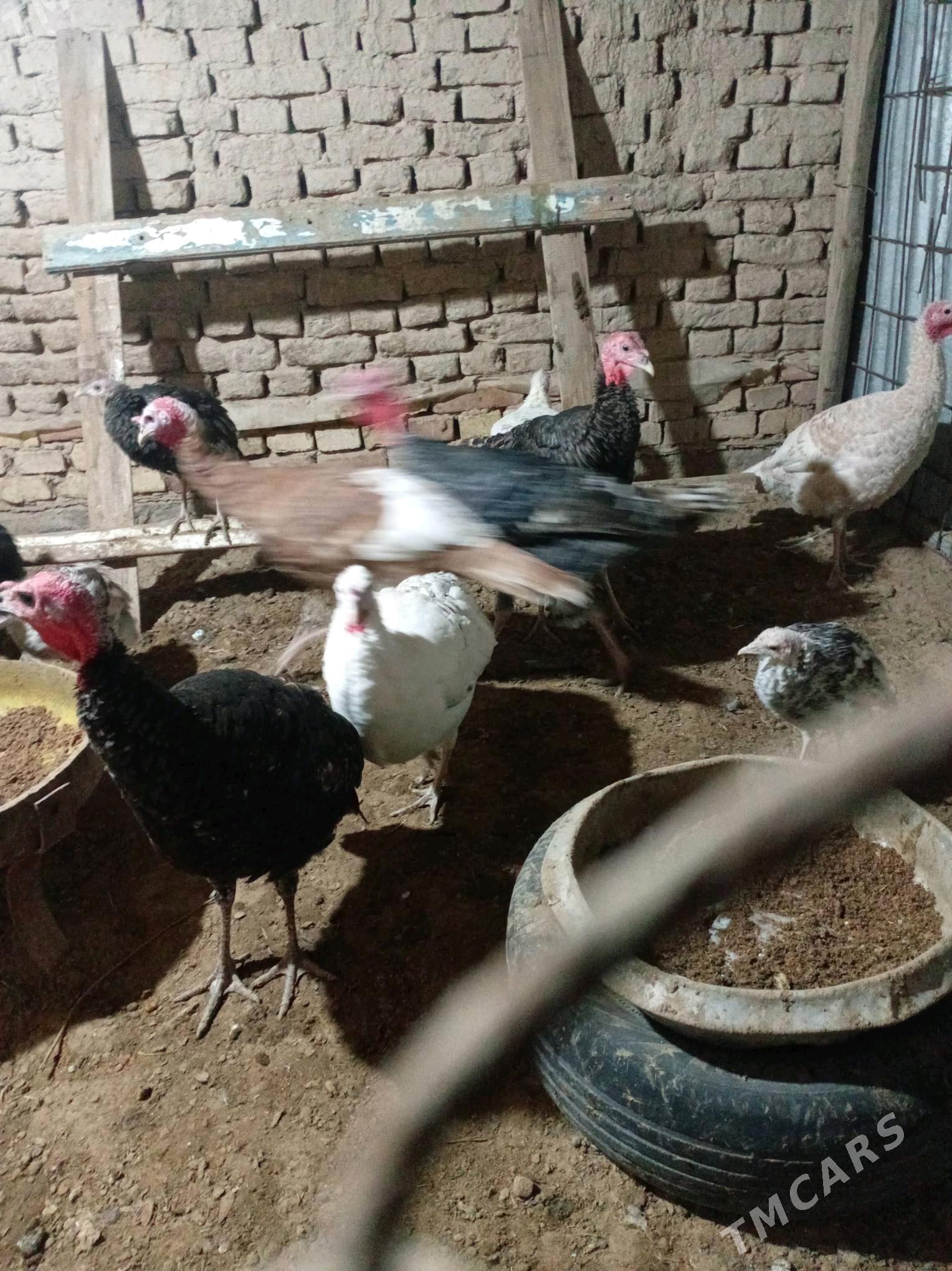 induk - Мургап - img 2