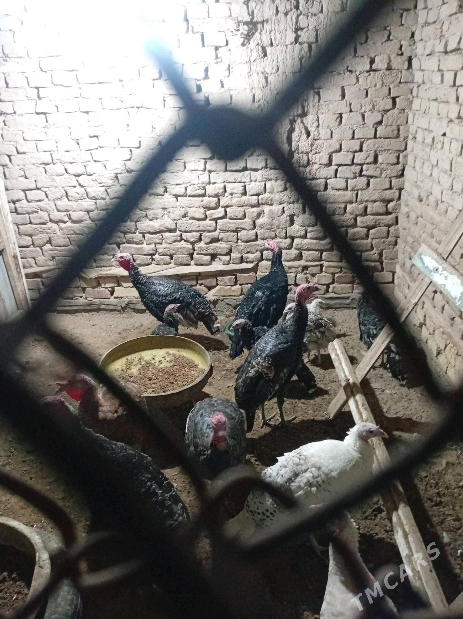 induk - Мургап - img 4