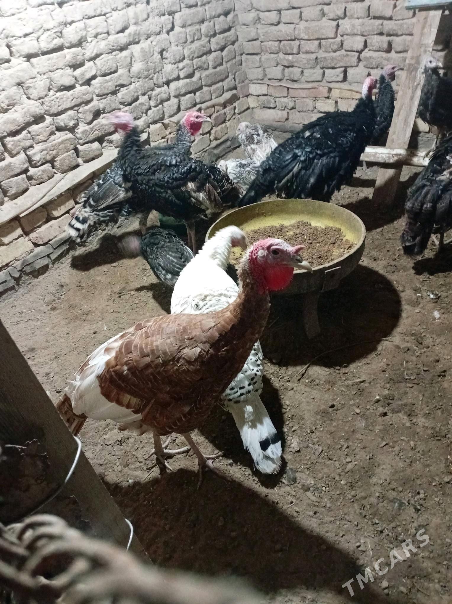 induk - Мургап - img 5