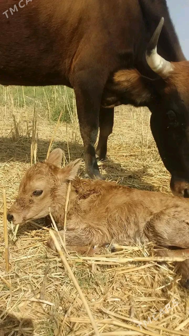 göleli sygyr - Яшлык - img 1