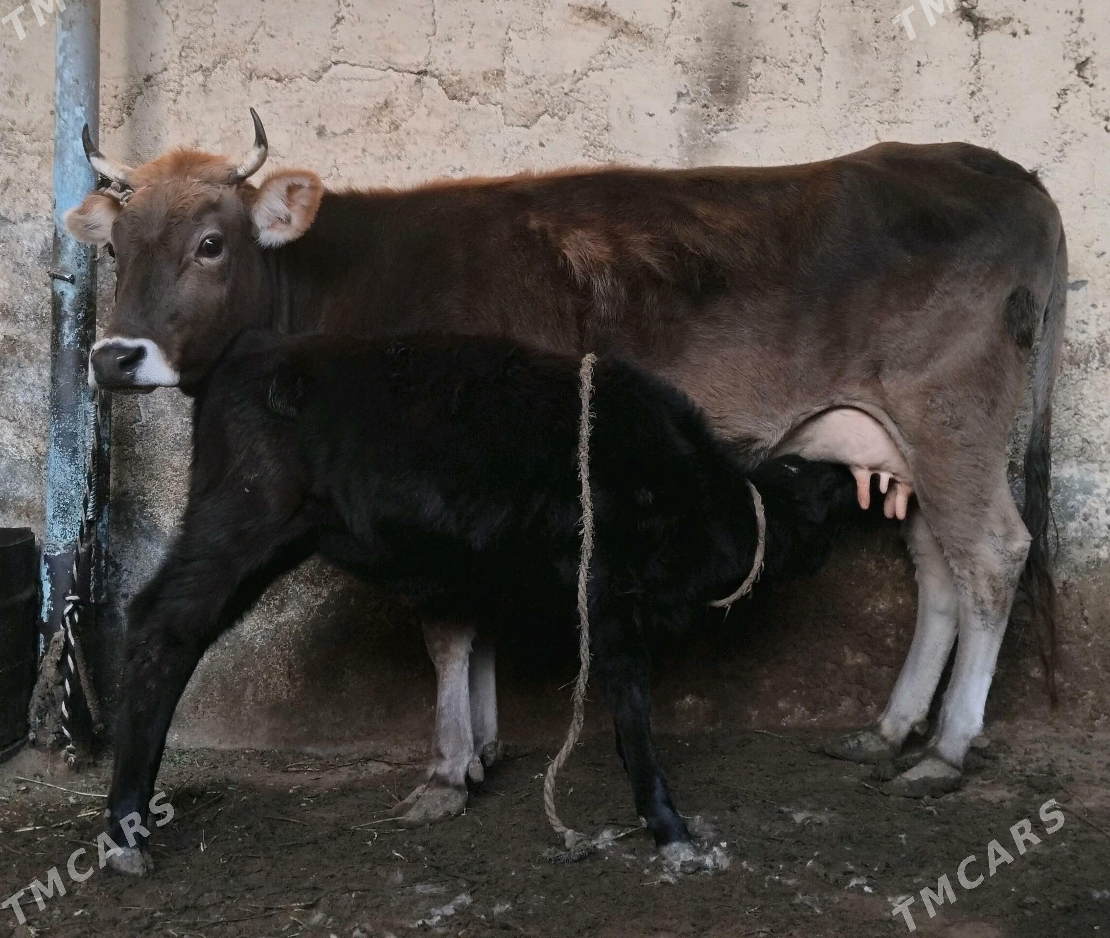 Goleli sygyr - Ашхабад - img 1