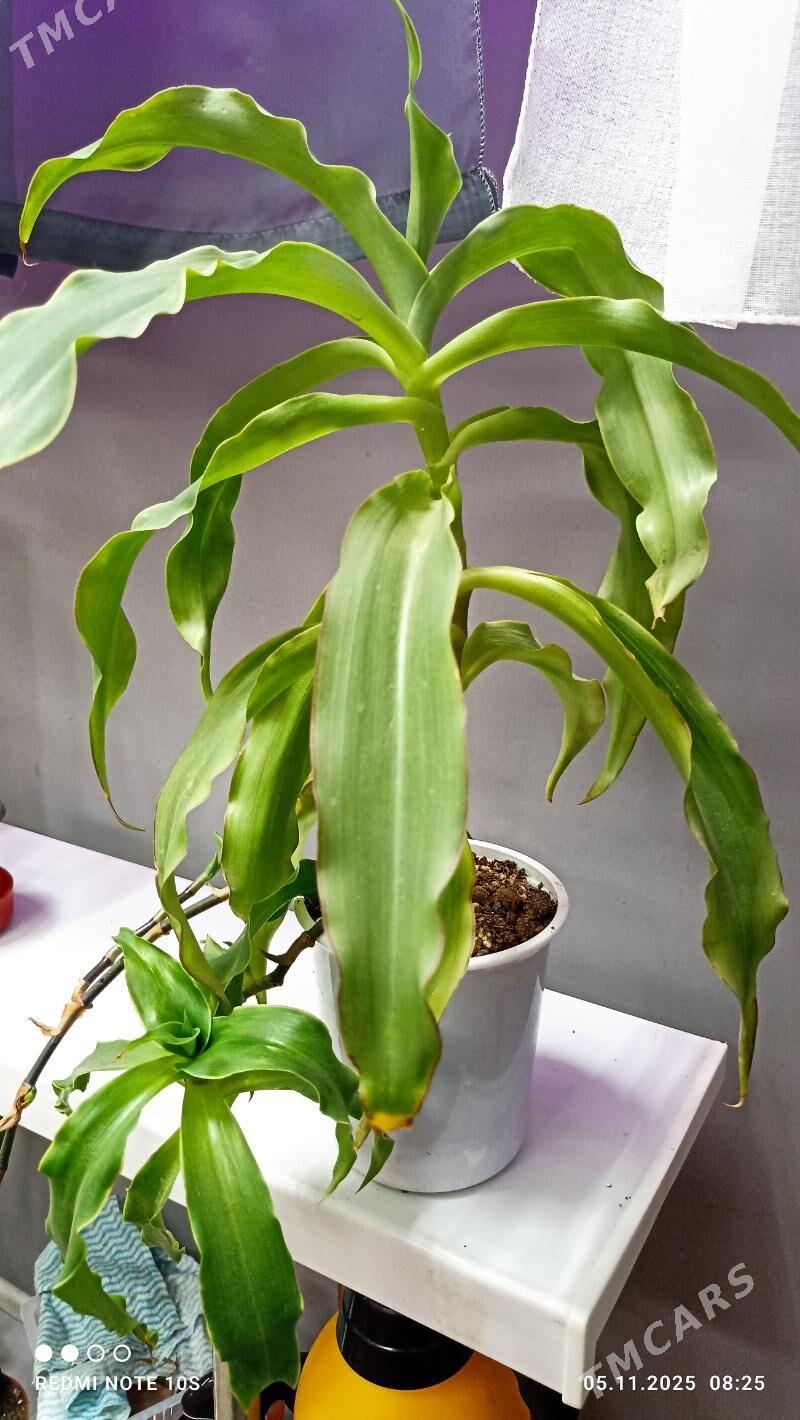 Комнатные растения - Parahat 8 - img 7