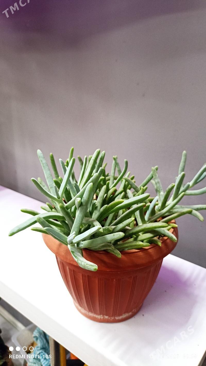 Комнатные растения - Parahat 8 - img 4