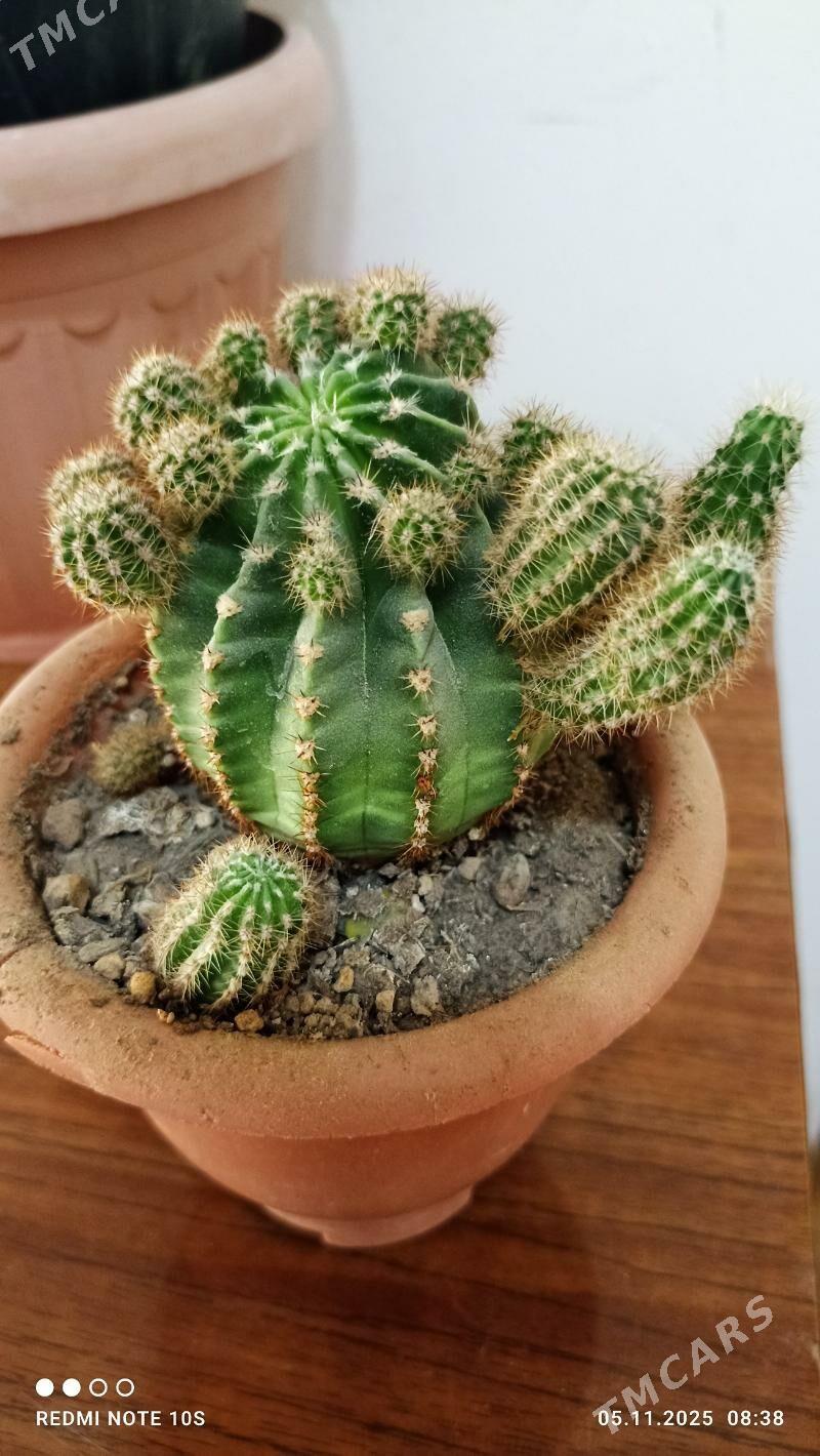 Комнатные растения - Parahat 8 - img 1