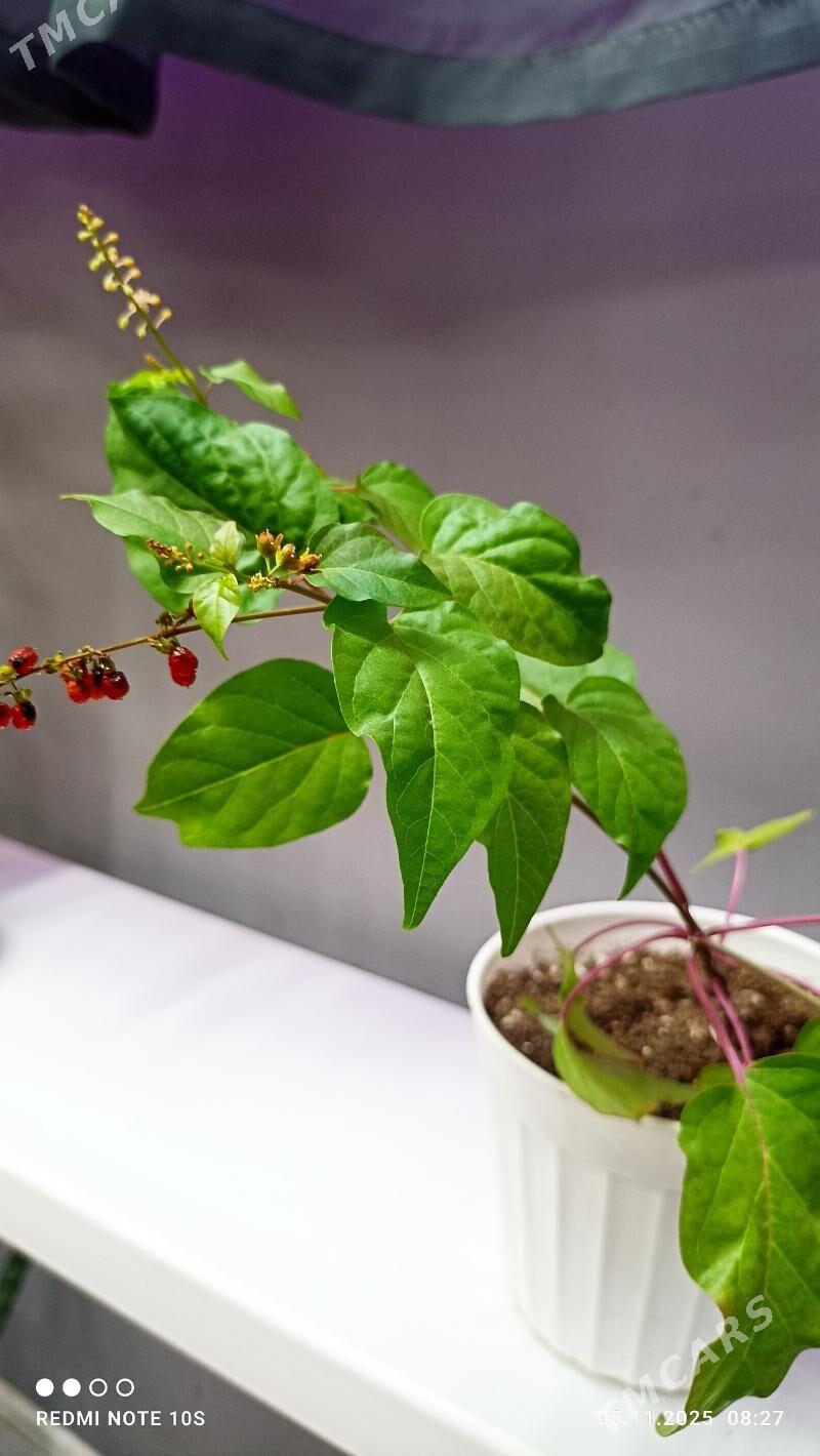 Комнатные растения - Parahat 8 - img 6