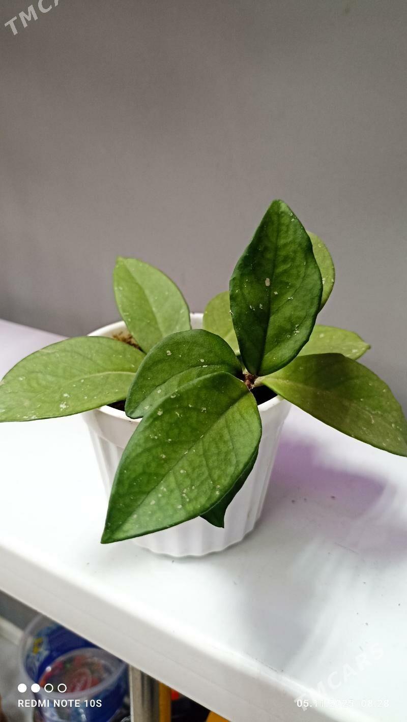 Комнатные растения - Parahat 8 - img 5