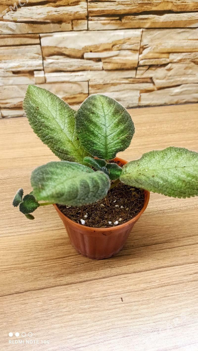 Комнатные растения - Parahat 8 - img 2