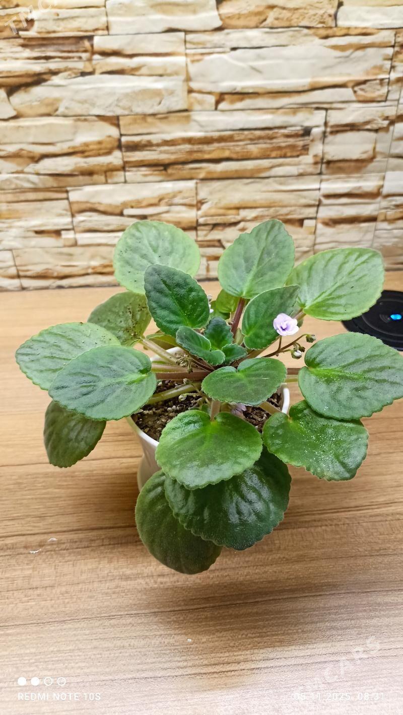 Комнатные растения - Parahat 8 - img 3