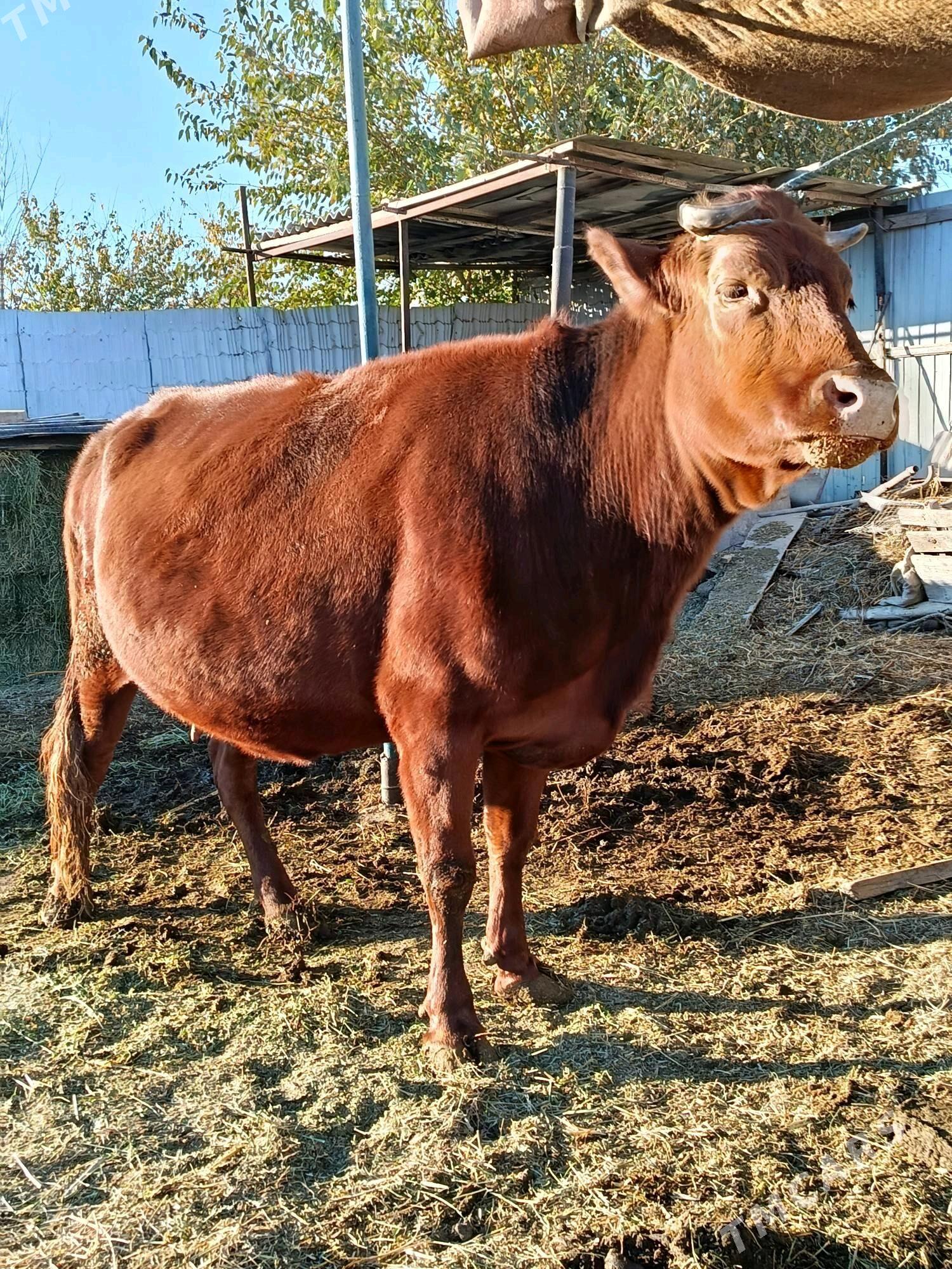 yetik. bogaz - Туркменабат - img 4