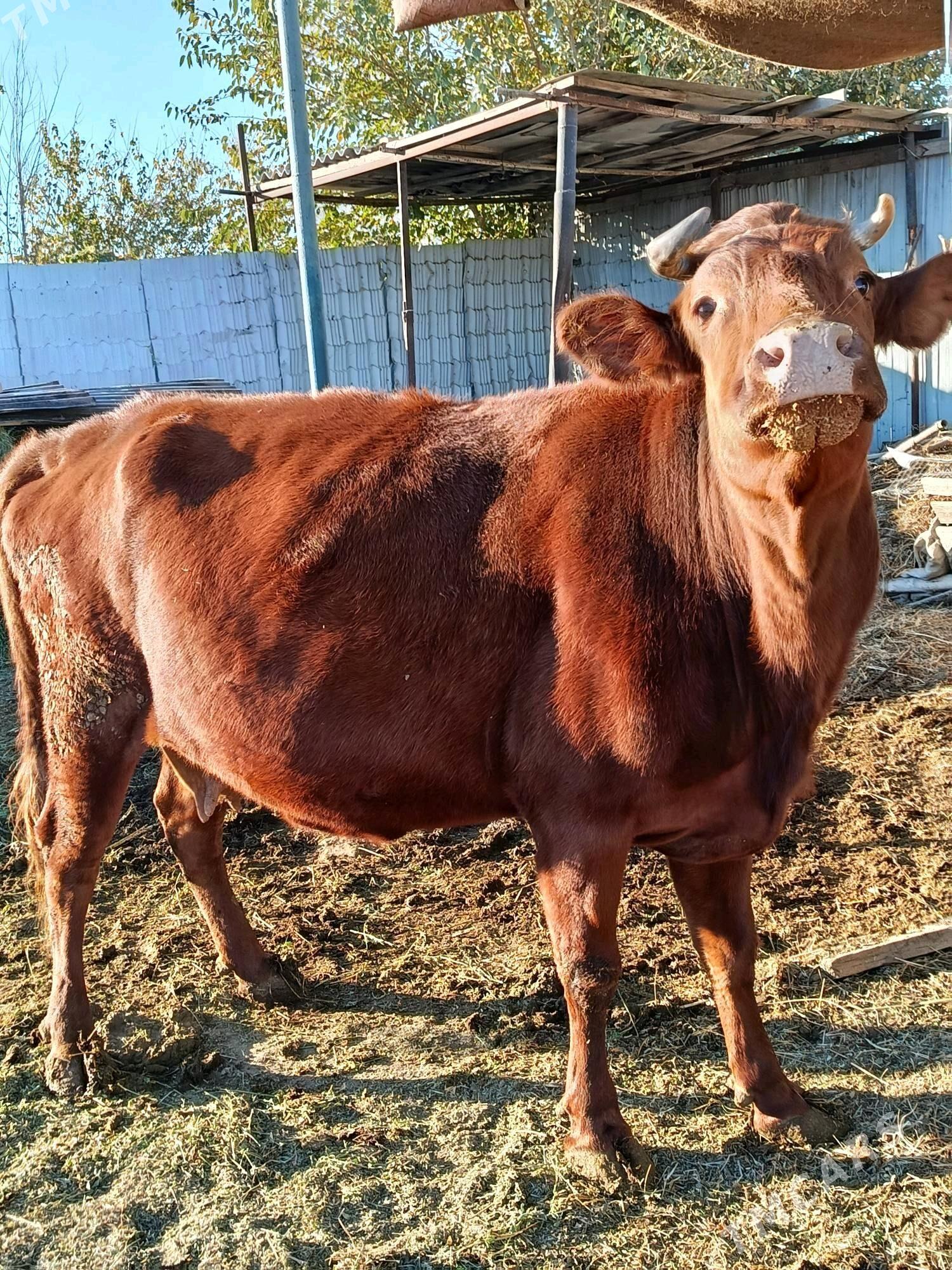 yetik. bogaz - Туркменабат - img 3