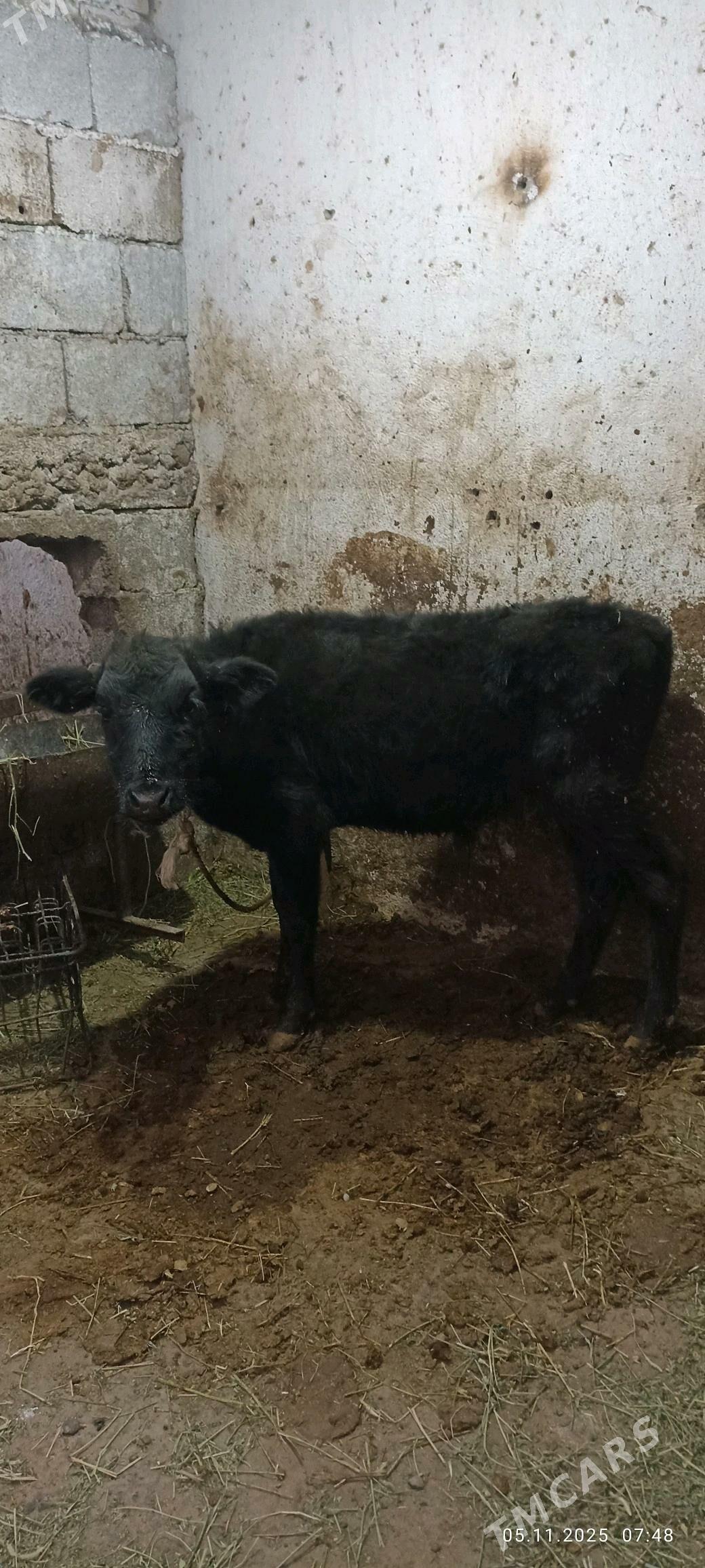 ökuzce - Бузмеин - img 2