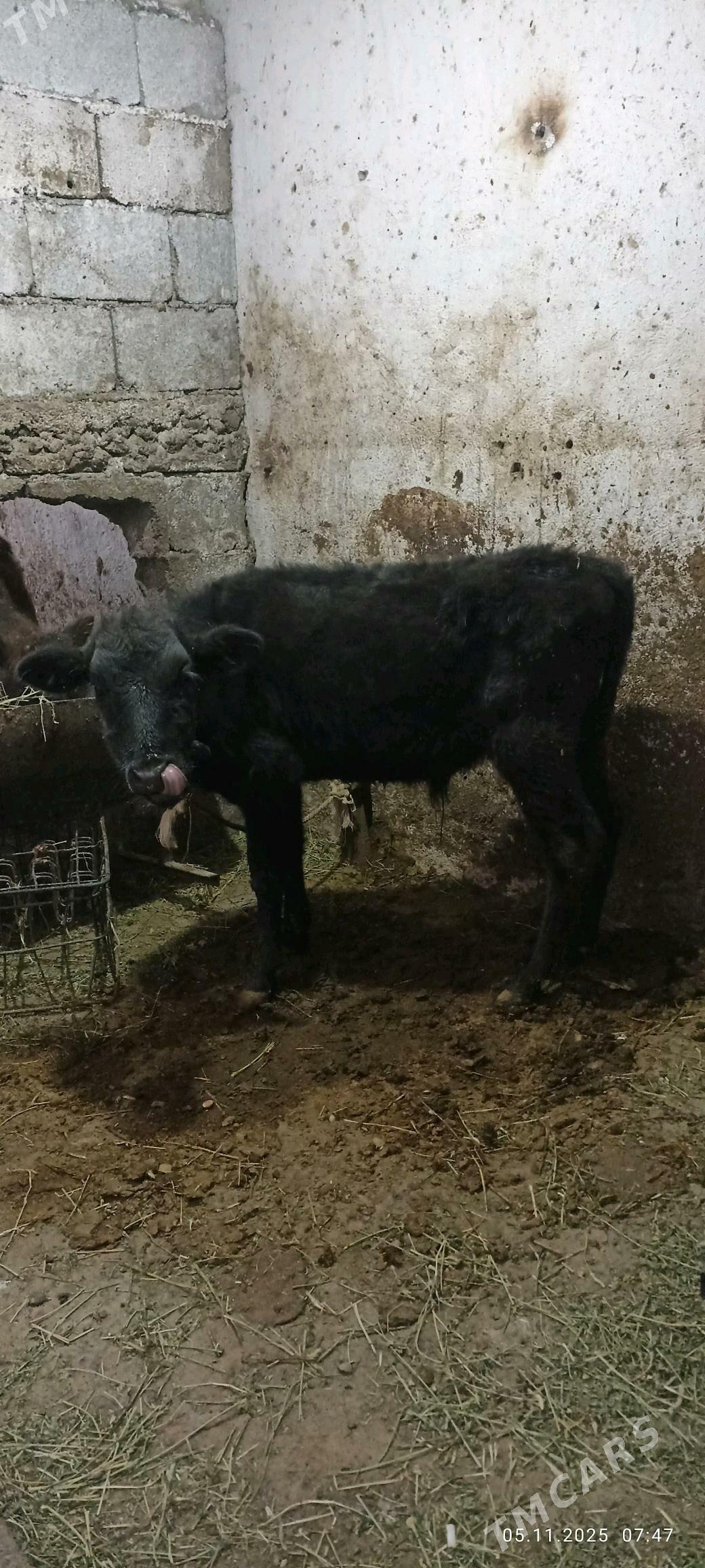 ökuzce - Бузмеин - img 1