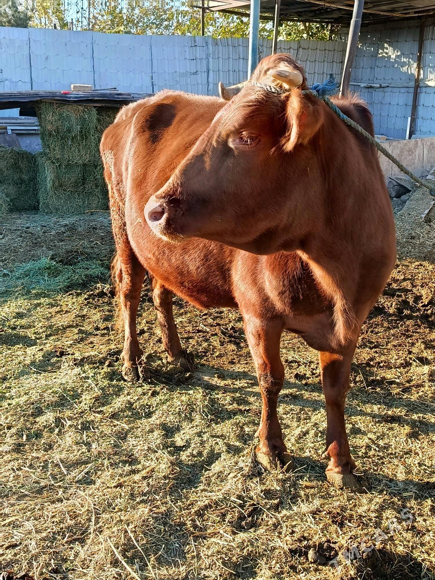 yetik. bogaz - Туркменабат - img 2