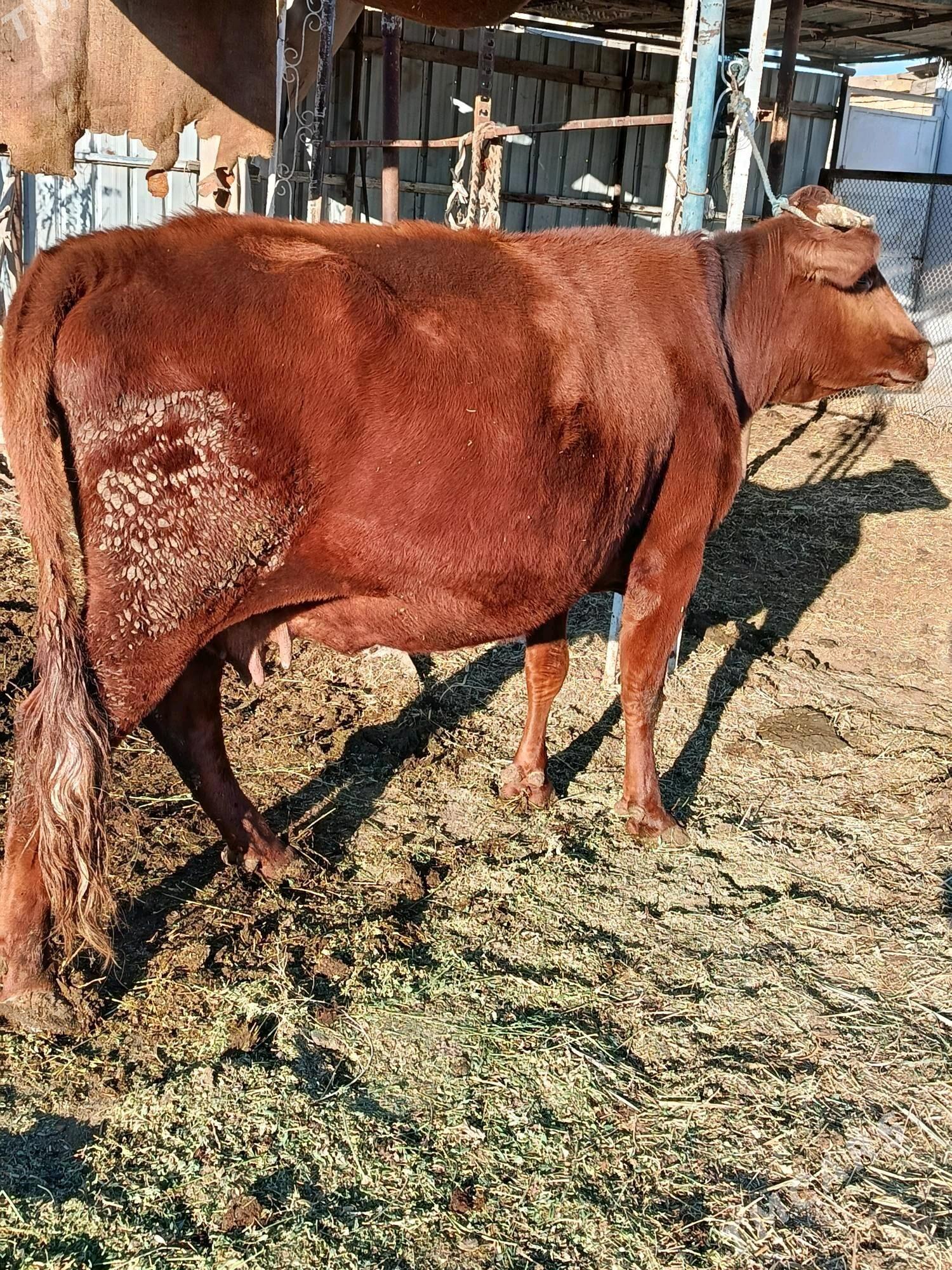 yetik. bogaz - Туркменабат - img 5