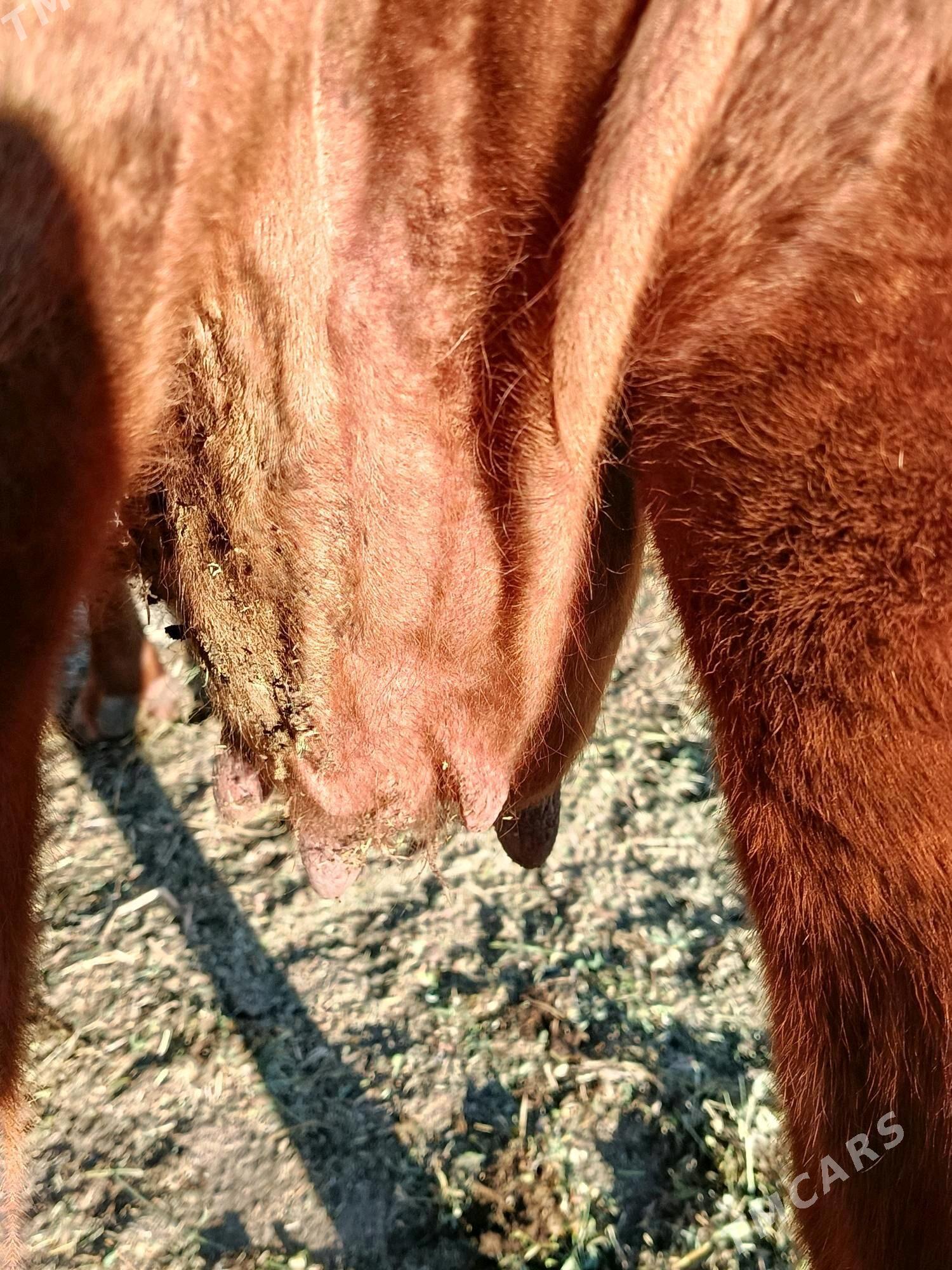 yetik. bogaz - Туркменабат - img 6