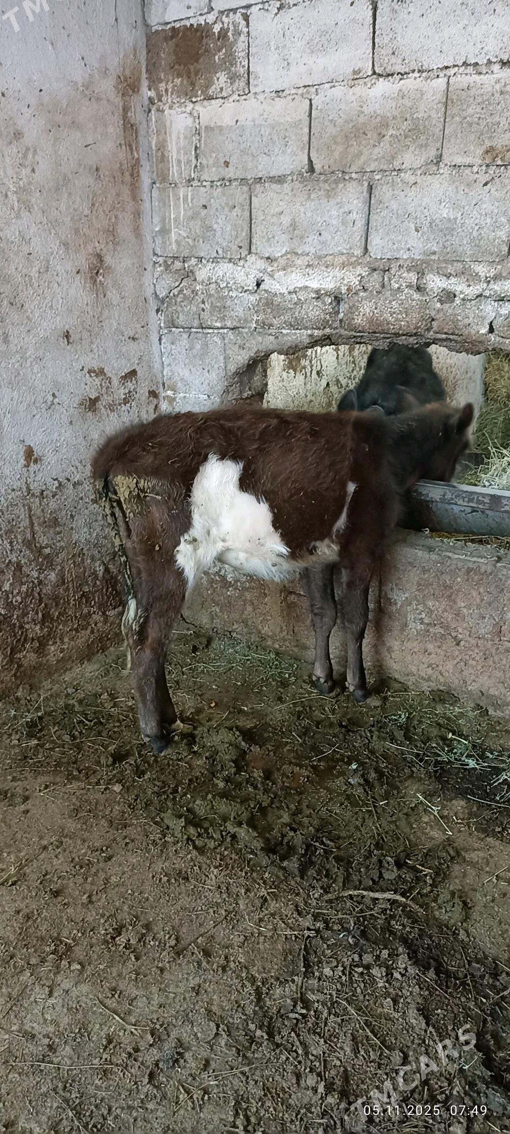 ökuzce - Бузмеин - img 4