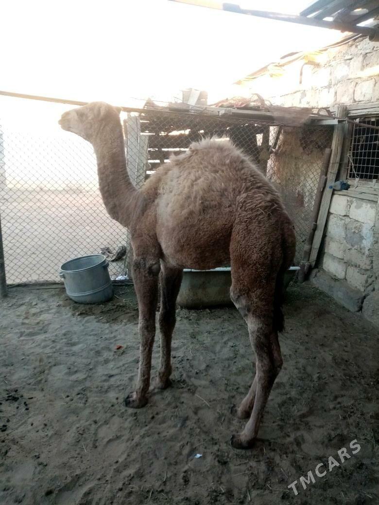 torum - Gumdag - img 1