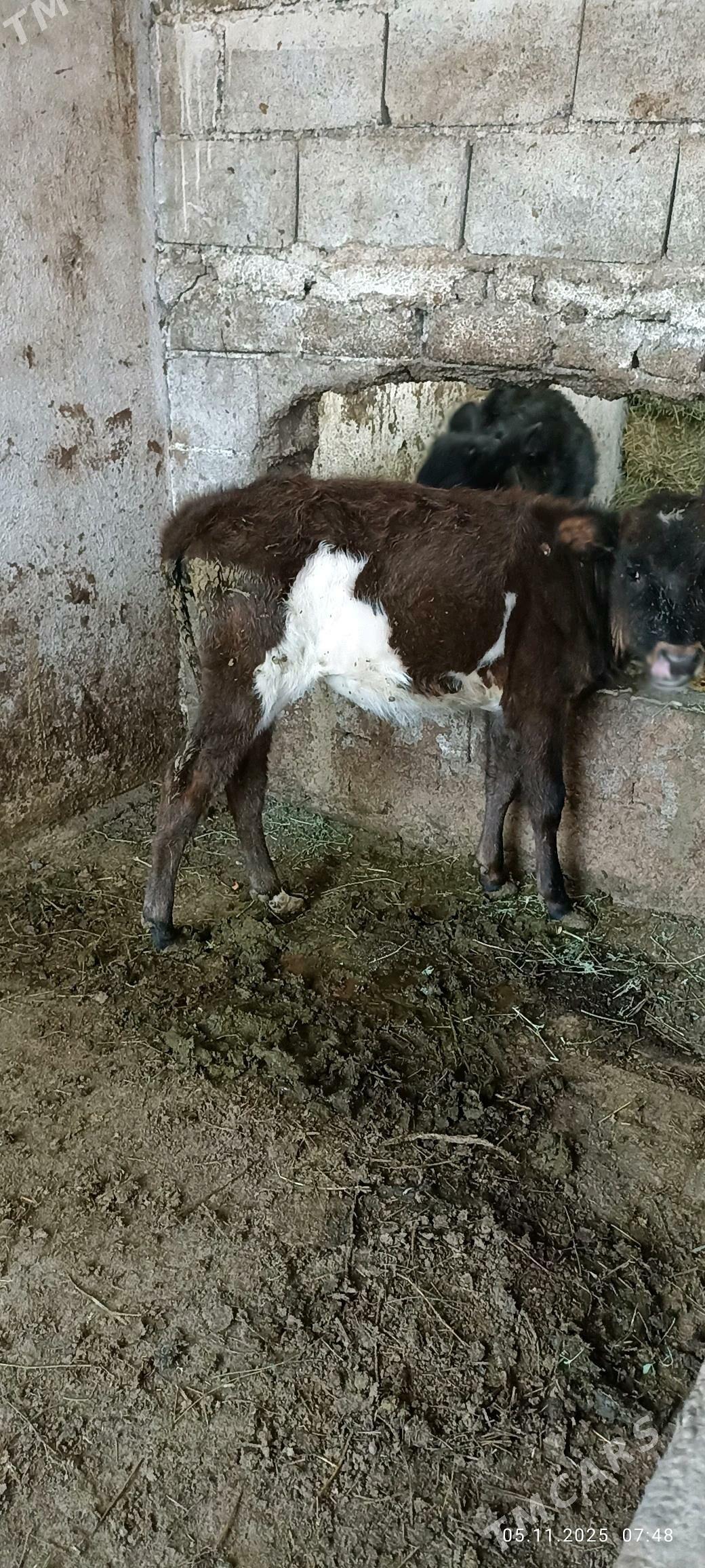 ökuzce - Бузмеин - img 3