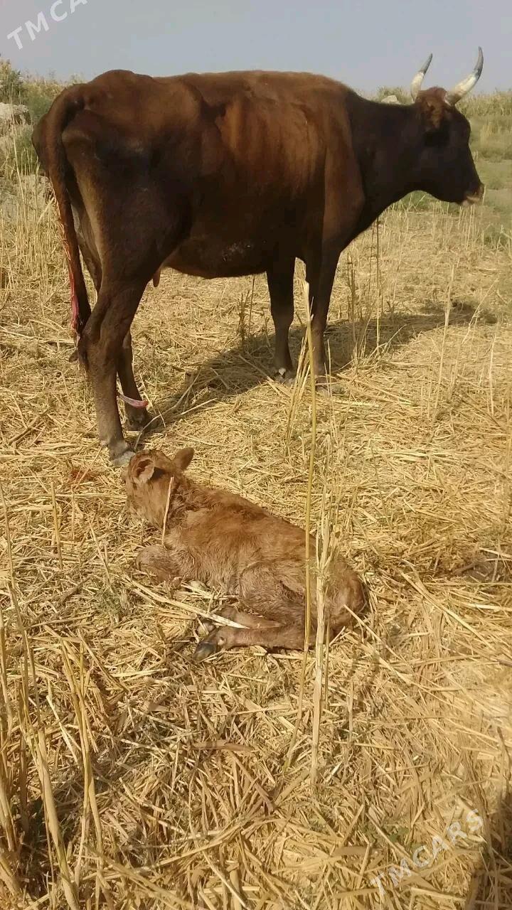 göleli sygyr - Яшлык - img 2