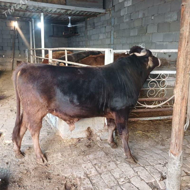 ÖKUZ - Büzmeýin - img 1