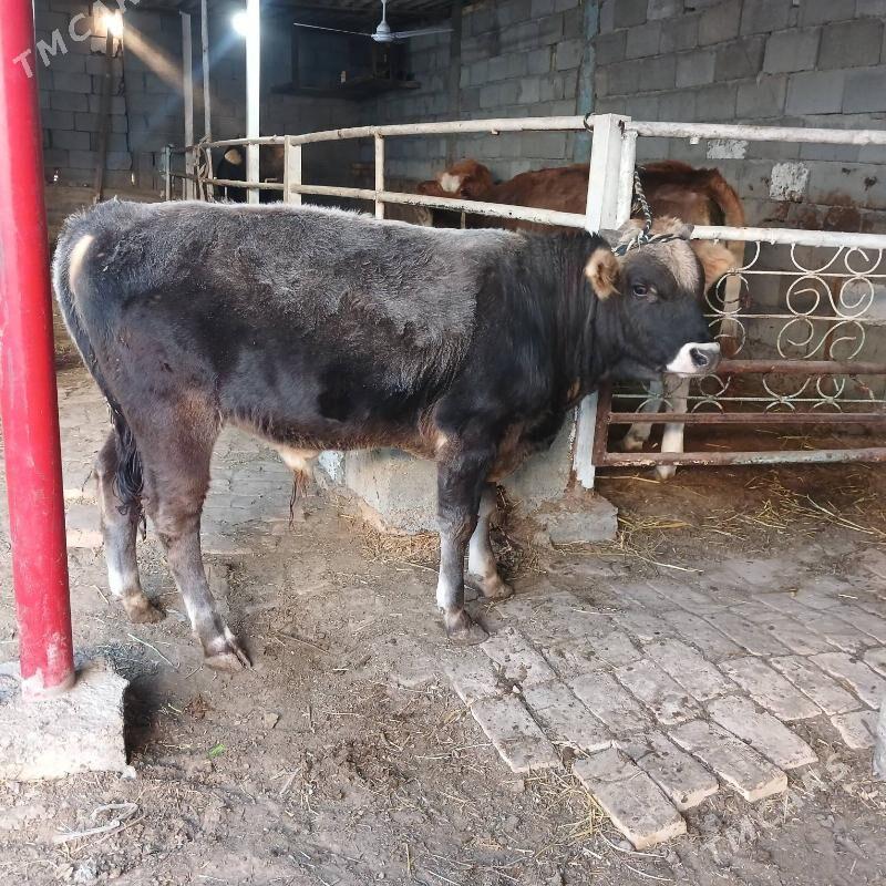 ÖKUZ - Büzmeýin - img 4