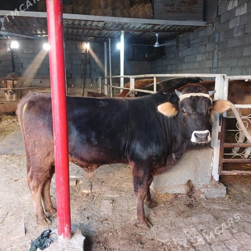 ÖKUZ - Büzmeýin - img 3