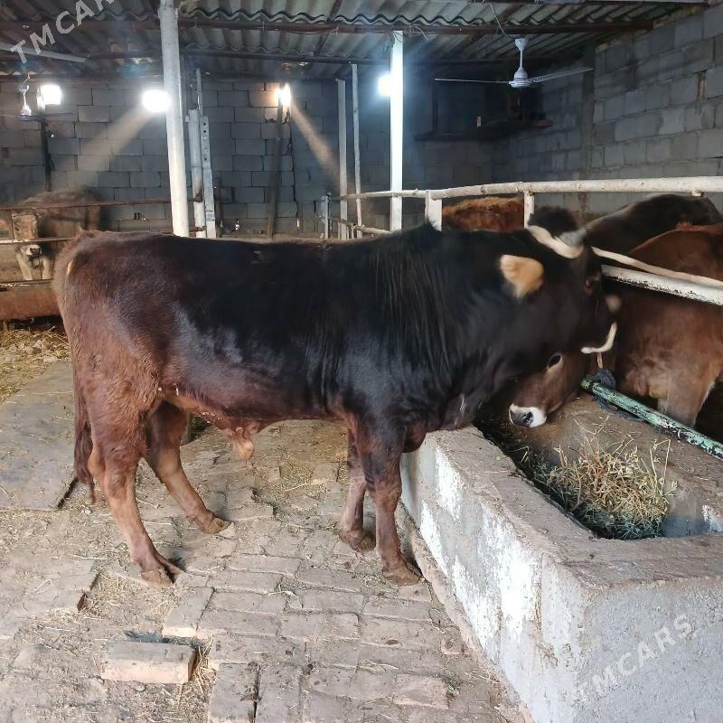 ÖKUZ - Büzmeýin - img 2