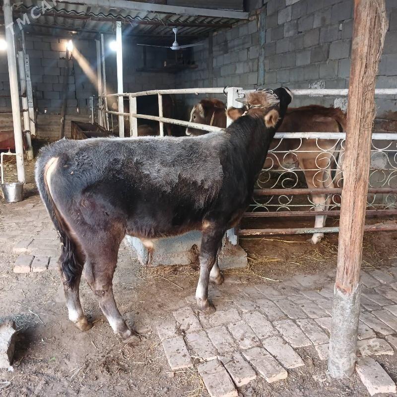 ÖKUZ - Büzmeýin - img 6