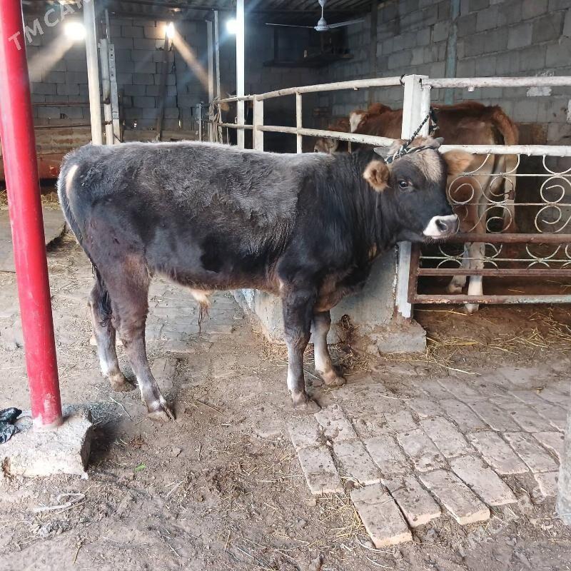 ÖKUZ - Büzmeýin - img 5