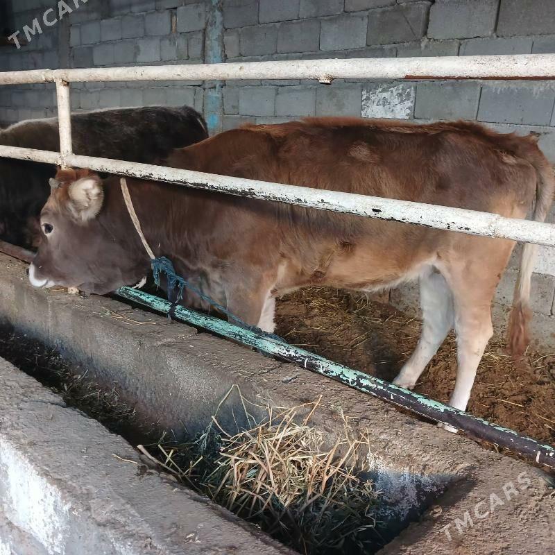 ÖKUZ - Büzmeýin - img 7