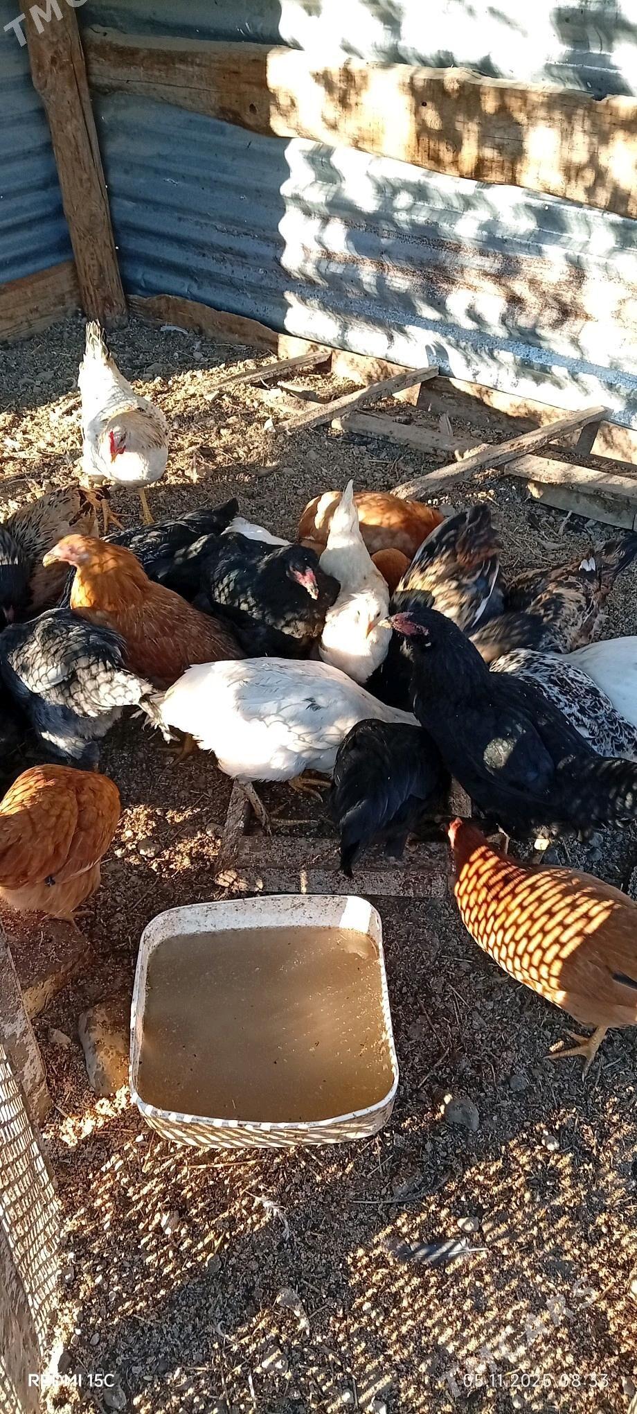 Towuk - Sakarçäge - img 2