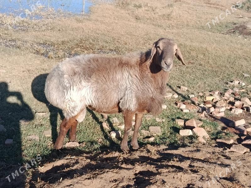 GOC - Gökdepe - img 1