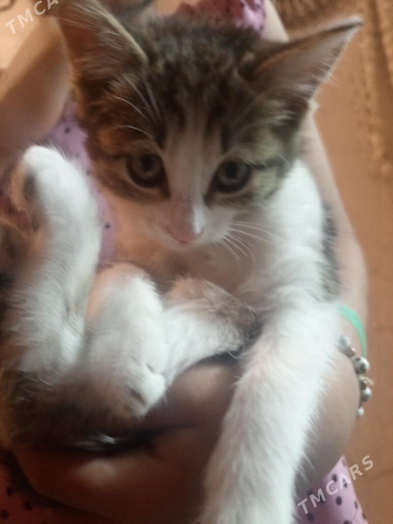 pisikpisik - Балканабат - img 2