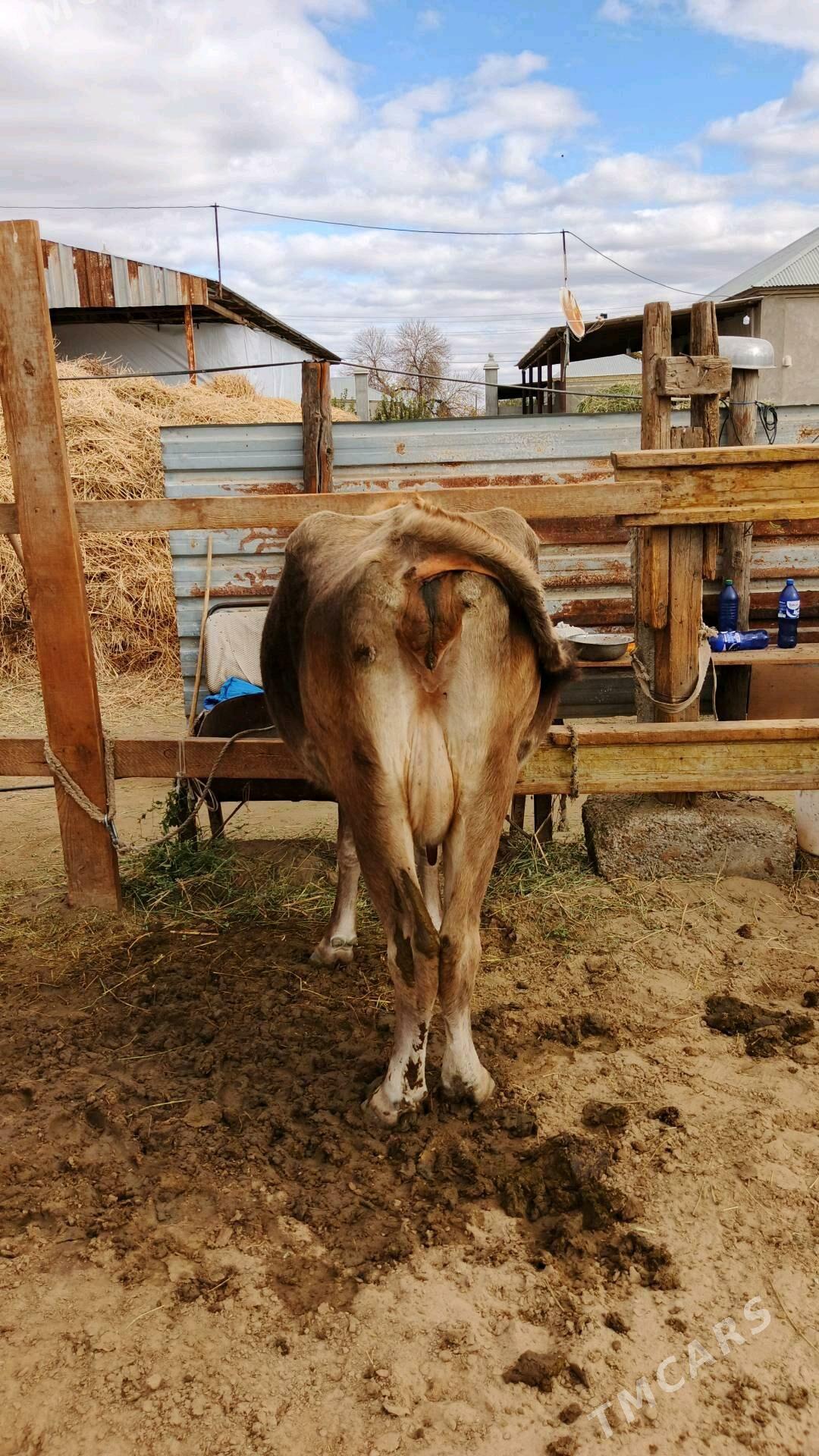 Sygyr - Гёкдепе - img 4