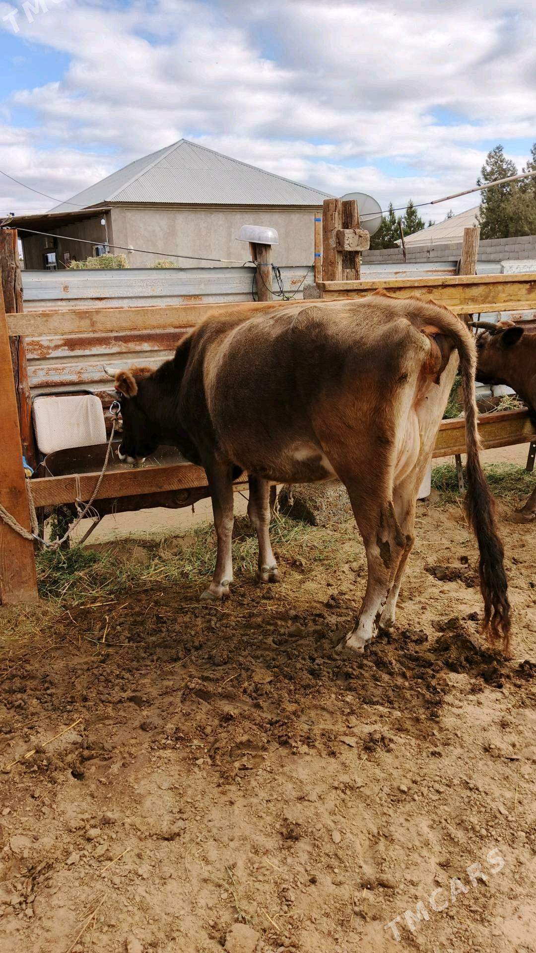 Sygyr - Гёкдепе - img 6