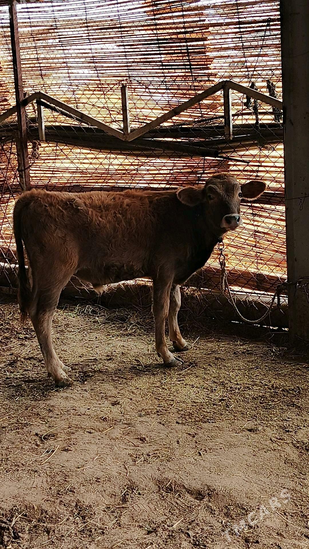 Sygyr - Гёкдепе - img 1